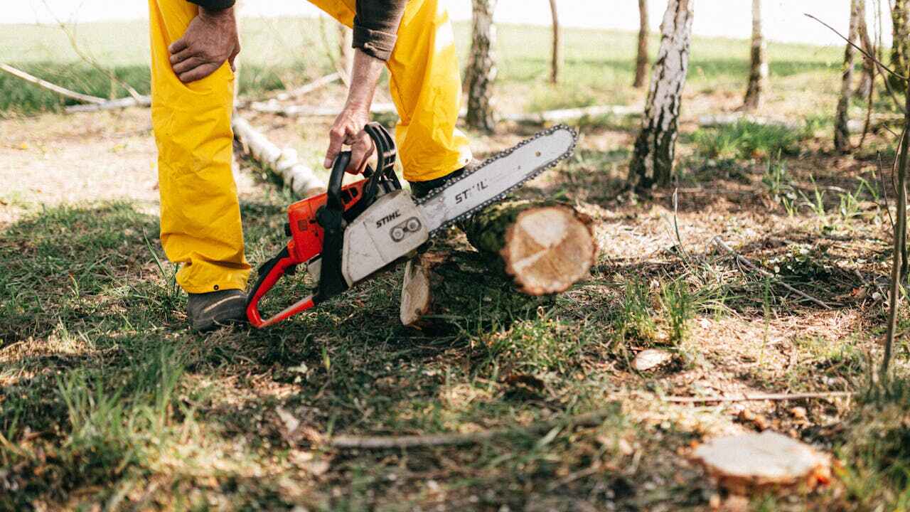 Best Tree Branch Trimming  in Bay St Louis, MS